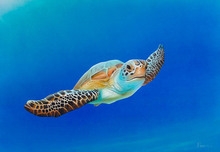 Stephen Muldoon Stephen Muldoon Sea Turtle in Flight (Large) (SN)
